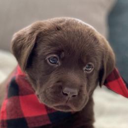 Labrador Retrievers from Lee Labradors