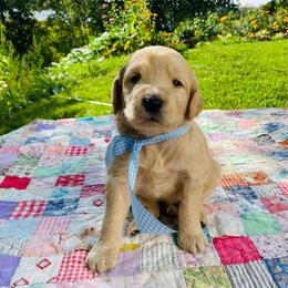 Wells- Green - Apricot male Goldendoodle puppy in Carlton, Minnesota from Lakeside Doodles MN