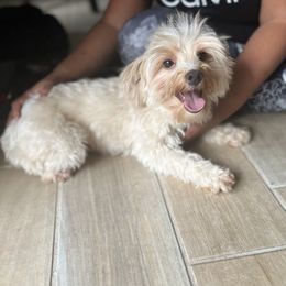 Yvi - Yorkshire Terrier
