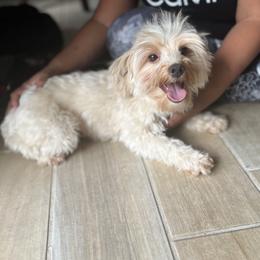 Yvi - Yorkshire Terrier