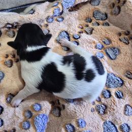 APOLLO - White and black male Papillon puppy in Hollister, Missouri from Swan Creek Kennel