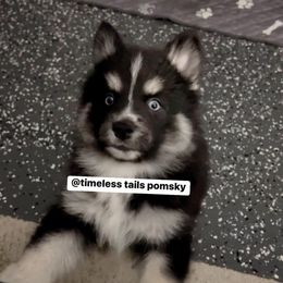 Pomsky Puppies from Timeless Tails Pomsky