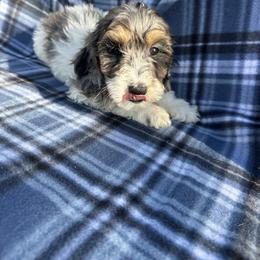 Romeo - Merle male Cavapoo puppy in Austin, Texas from Doodles of Central Texas