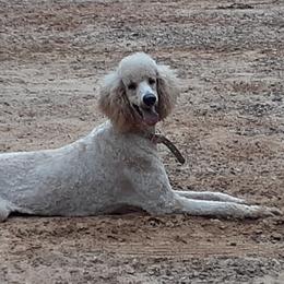 Goldendoodles and Poodles from Harpers Doodles and Poodles