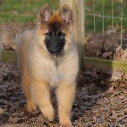 Austin - Mahogany and black male Belgian Tervuren puppy in South Point, Ohio from Aftershock Belgians