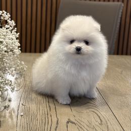 Milky - Cream female Pomeranian puppy in Denver, Colorado from Diana's Pomeranians