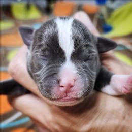 Sear - Blue and white male Staffordshire Bull Terrier puppy in Dallas, Texas from Wild Blue Staffords