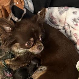 Kylie - Chihuahua