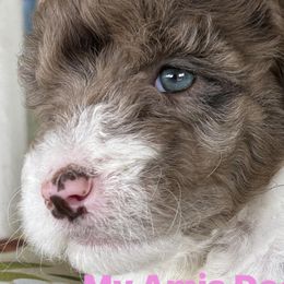 Aussiedoodles from My Amis AussieDoodles