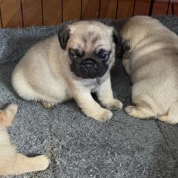 Boy 2 - Fawn male Pug puppy in Saugus, Massachusetts from Pug Puppies of Boston