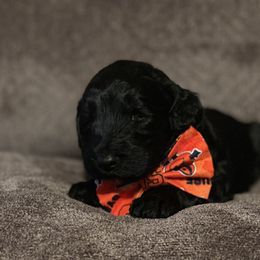Bernedoodle Puppies from Northern NY Bernedoodles