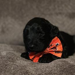 Bernedoodle Puppies from Northern NY Bernedoodles