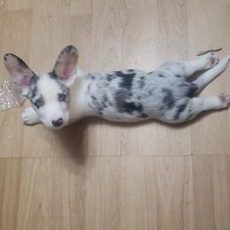Sky - Blue merle and white male Cardigan Welsh Corgi puppy in Myton, Utah from Cardigan Corgi Cuties 💓