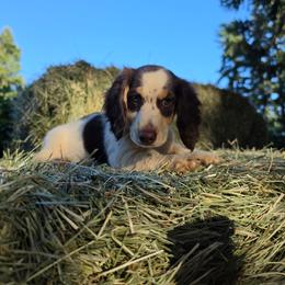 Bohdi - Piebald male Dachshund puppy in Grants Pass, Oregon from Redwood Dachshunds