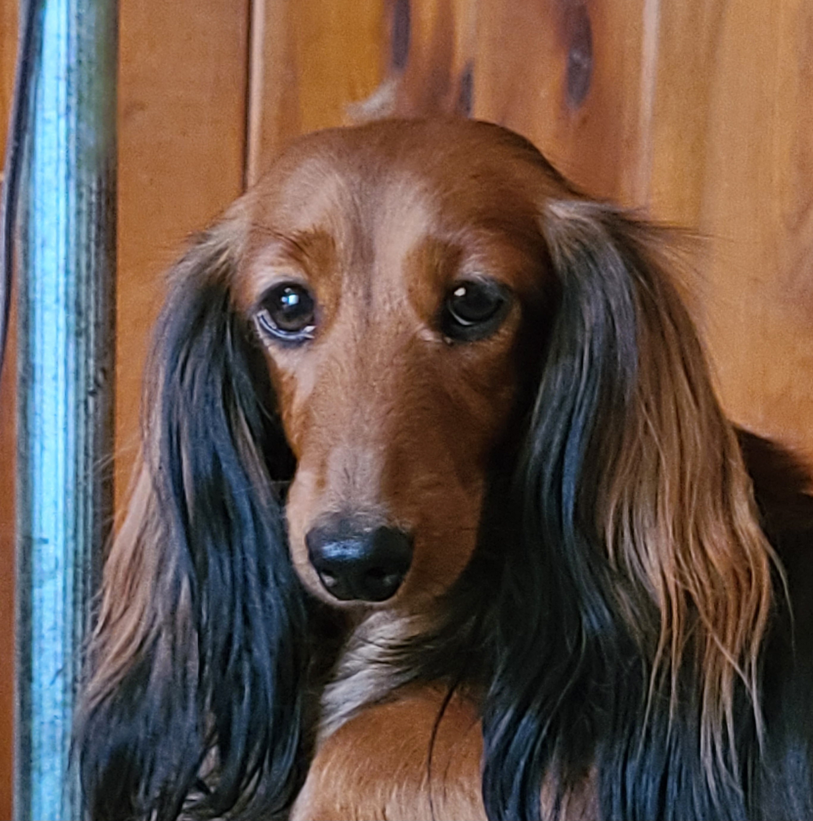 Nezzie - Dachshund