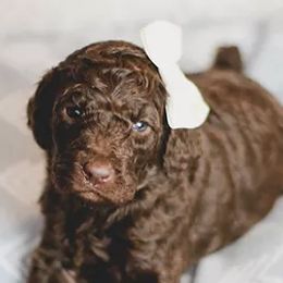 Goldendoodles from SunnyCreek Doodles