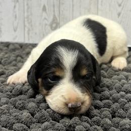 Duchess - Piebald female Dachshund puppy in Portsmouth, Ohio from Tygart Creek Dachshunds