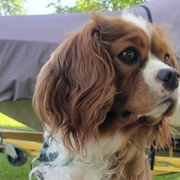 Cavalier King Charles Spaniels from A&B kennel