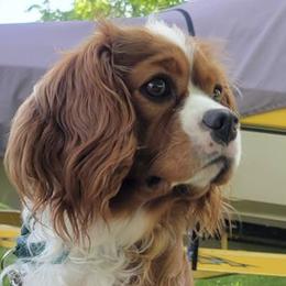 Cavalier King Charles Spaniels from A&B kennel