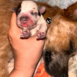 Girl 3 - Red speckled female Australian Cattle Dog puppy in Chelsea, Oklahoma from CT Mini Heelers