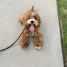 Australian Labradoodle and Labradoodle Puppies from Doodles_Ko