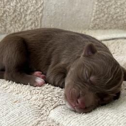 Dru - Red and white male Siberian Husky puppy in Union Grove, Alabama from Southern Siberian Life