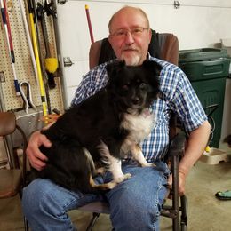 SHADOW - Miniature Australian Shepherd