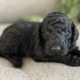 Poodle Puppies from Home of Doodles