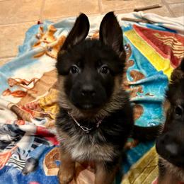 Miss Pink - Black and red female German Shepherd puppy in Lawton, Michigan from Free Indeed Shepherds