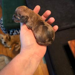 Marigold - Dapple female Dachshund puppy in Jacksonville, North Carolina from Lizzie’s Doxies