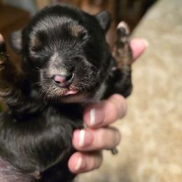 Elspeth - Red tri-color female Aussiedoodle puppy in Windom, Texas from Wild Farm Puppies