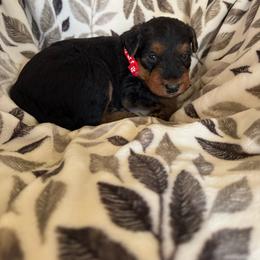 Red - Black and tan male Airedale Terrier puppy in Anderson, California from Airedales of Myriad Ranch