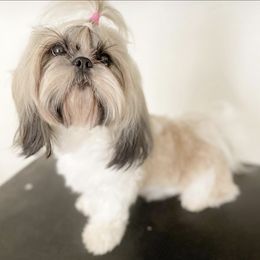 Shih Tzus from Royally Mad Shihtz
