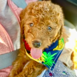 Storm - Goldendoodle
