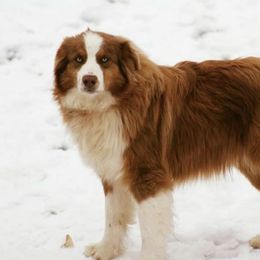 Cash - Australian Shepherd