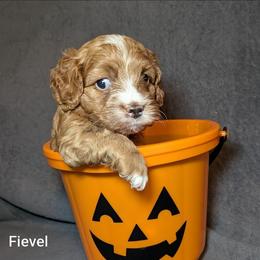 Fievel - Red and white male Cockapoo puppy in Sunset, Louisiana from Cano Cockapoos