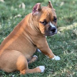 Pie - Red female American Bully puppy in Princeton, Texas from District 12 Kennels