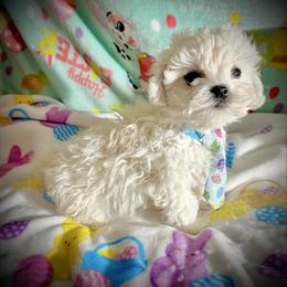Storm - White male Bichon Frise puppy in Upland, California from Prime Paradise Kennel