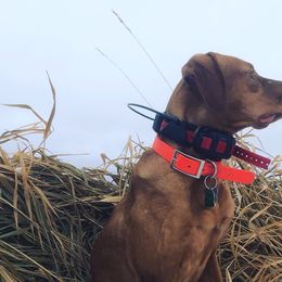 Dalmatians and Vizslas from River Falls Kennel