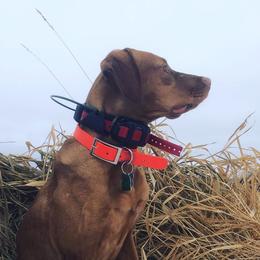 Dalmatians and Vizslas from River Falls Kennel