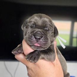 BRUCE Blue tan or brindle point - Blue male Great Dane puppy in Port Clinton, Ohio from LakeSide Danes
