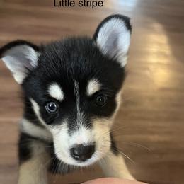 Pomsky Puppies from Farrah's Pomskies