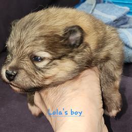 Boy 1 - Orange sable male Pomeranian puppy in Turnersville, New Jersey from MK Exquisite Poms