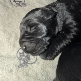 Boy 2 - Black male Giant Schnauzer puppy in Bois D’arc, Missouri from Down Low Kennels