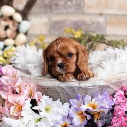 Ruby Boy 2 - Ruby male Cavalier King Charles Spaniel puppy in Grand Prairie, Texas from Westchester Cavaliers