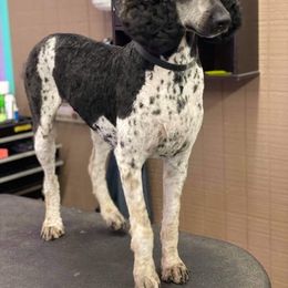 Goldendoodle and Poodle All Grown Up from Southern Divine Kennels