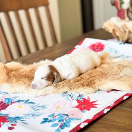 Sam - Piebald male Dachshund puppy in Salters, South Carolina from Long-Pine Dachshund