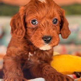 Snickers - Brown male Cavapoo puppy in Dickerson, Maryland from Pawsome Aussie Doodles and Oodles