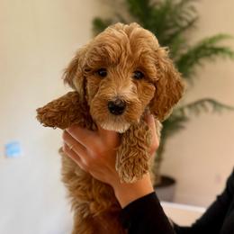 Lime - Apricot female Goldendoodle puppy in Kenansville, North Carolina from J+A Family Doodles