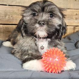 Amy - Brindle female Lhasa Apso puppy in Jefferson, New York from Absolute Lhasa Love